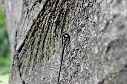 Ashima FFX-F 12ft 1,50lb 7 Ashima FFX-F 12ft 1,50lb -Hengelsport Winkel 005d0d6366159e5f